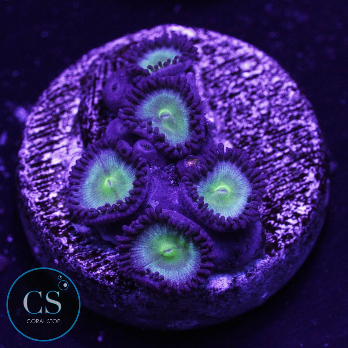Lost Worlds Zoa