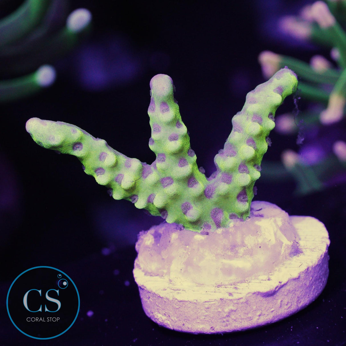 Goldenrod Anacropora