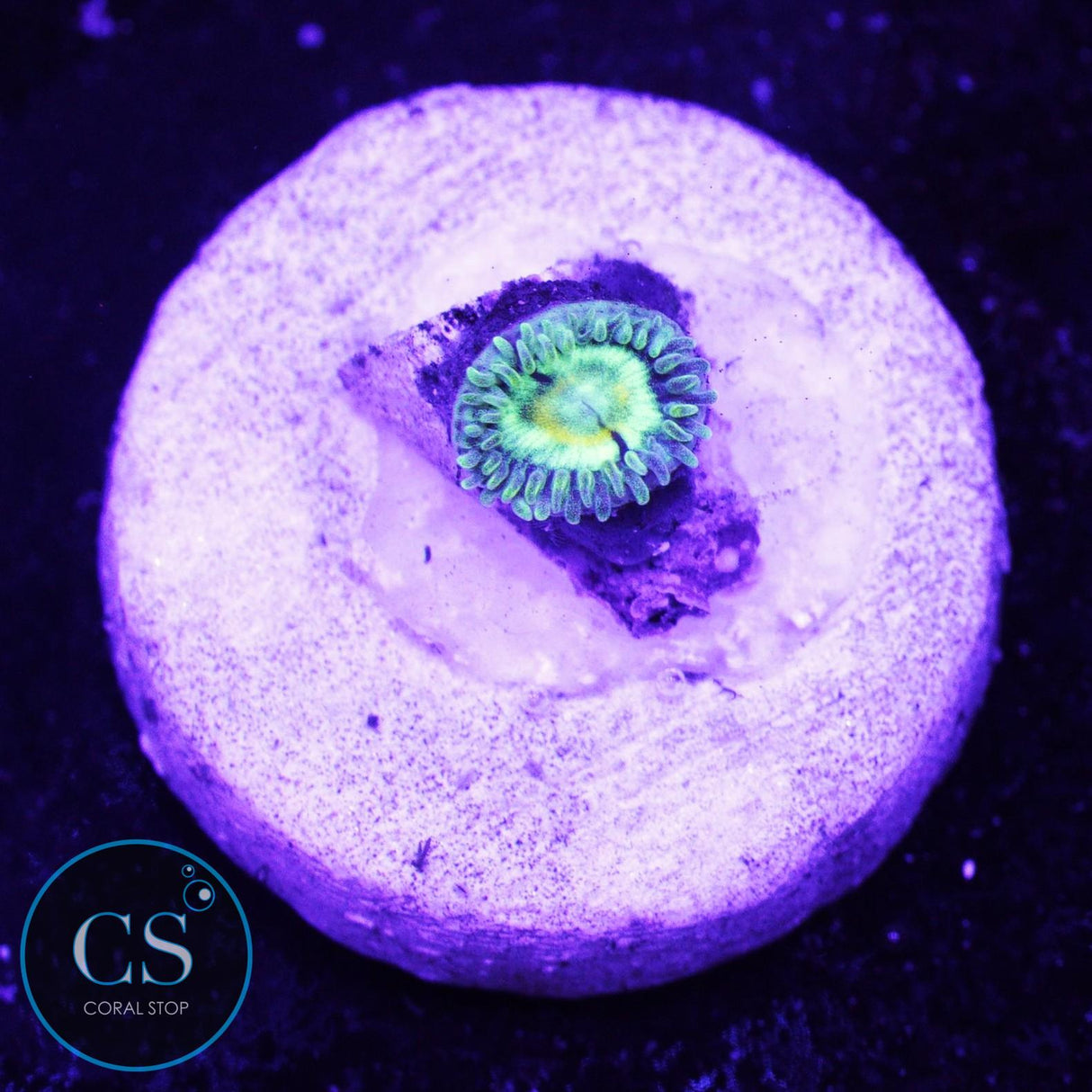 Spectral Hornet Zoa