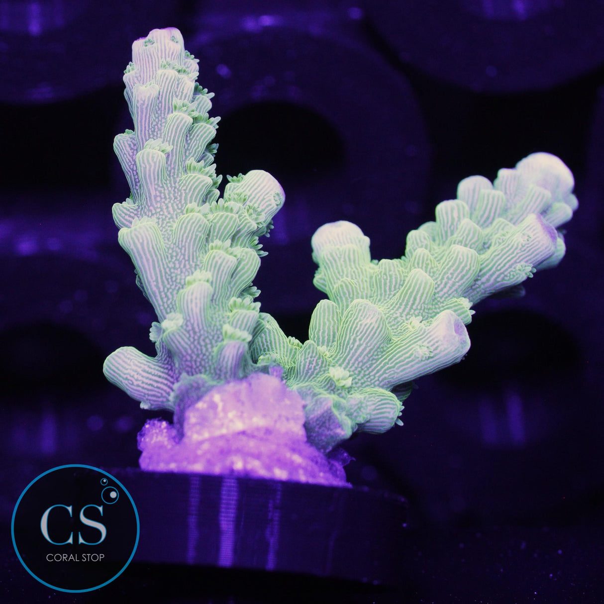 AV99 Orange Crush Acro