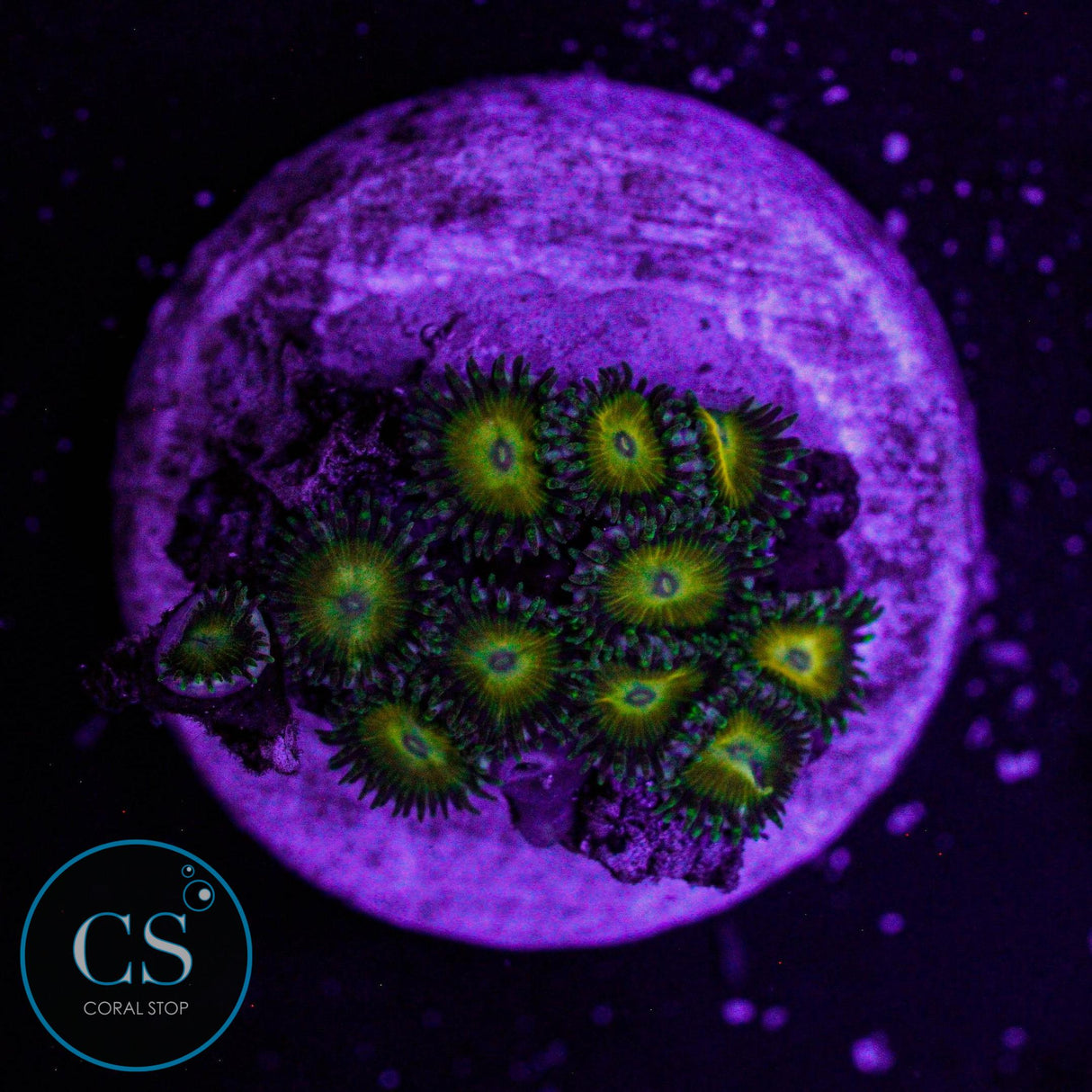 CS Coop Sauce Zoa