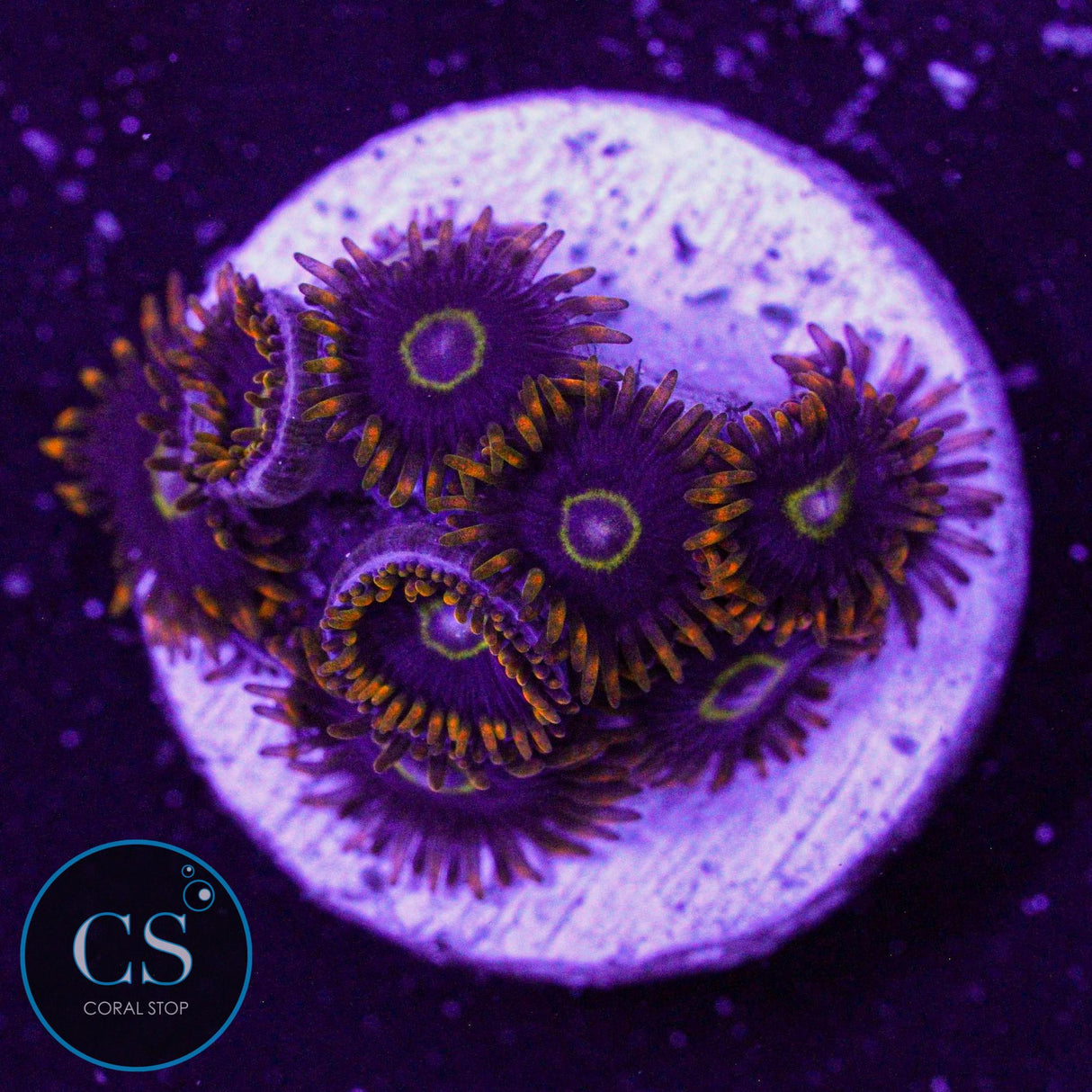 Rainbow Hornet Zoa