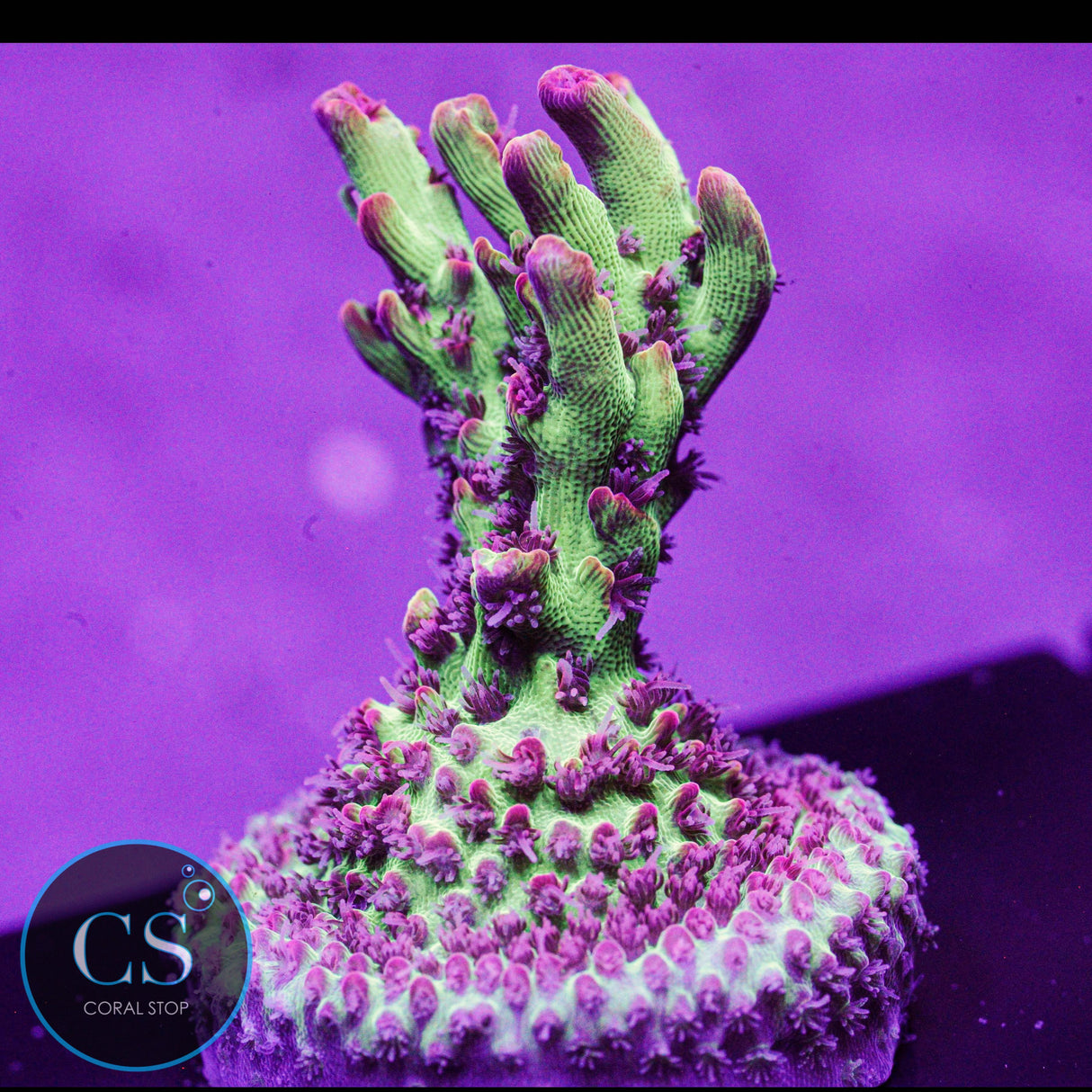 WWC Strip Tease Acro