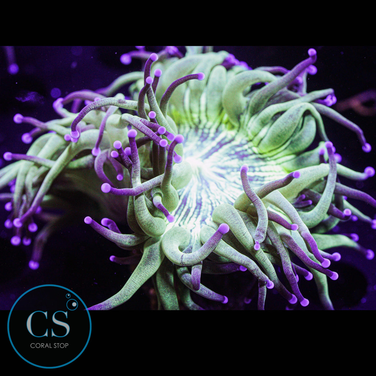 Blue Tip Elegance