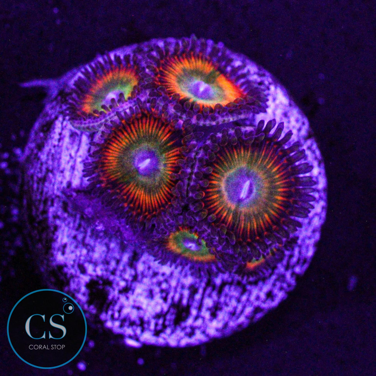Candy Apple Orange Zoa