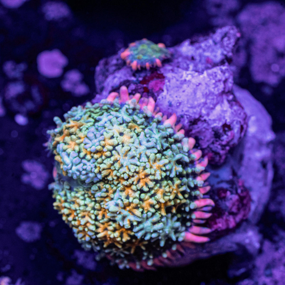 Rainbow Frankenstein Bounce Mushroom w/ Baby