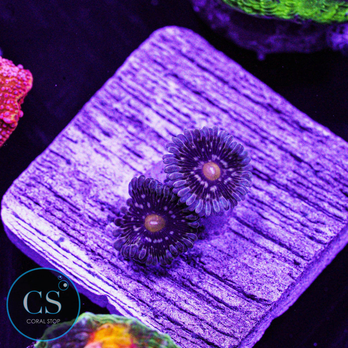 D&K Thundersphere Zoa