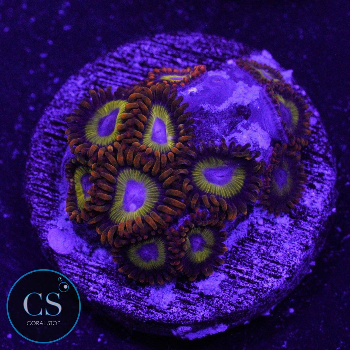 FRUIT LOOPS ZOA