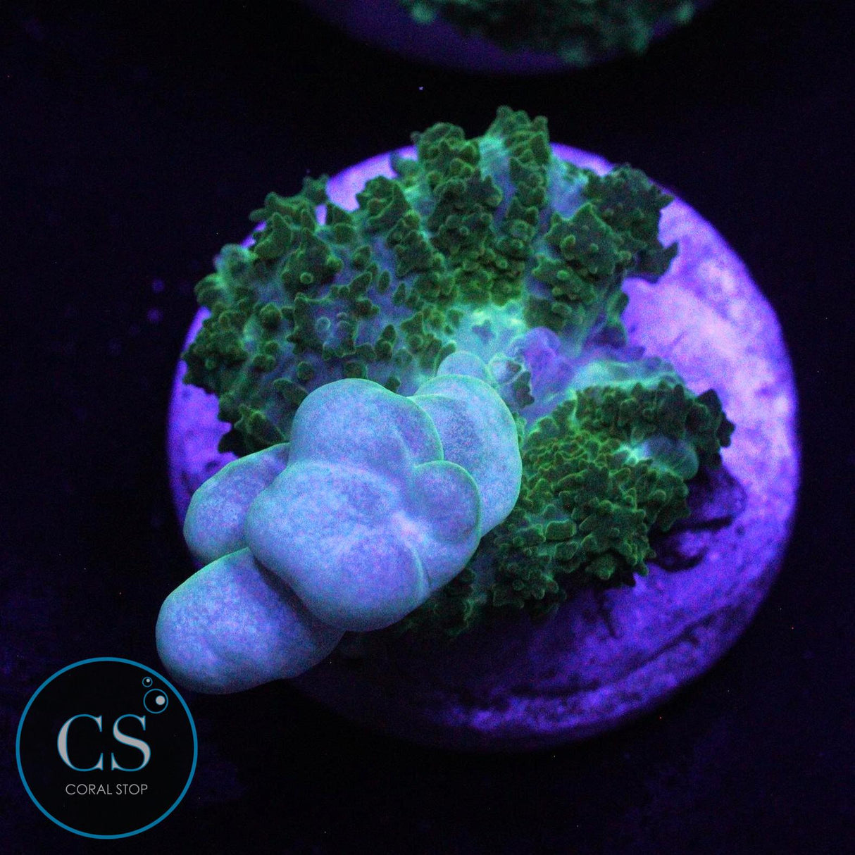 CS GHOST JUNGLE BOUNCE MUSHROOM