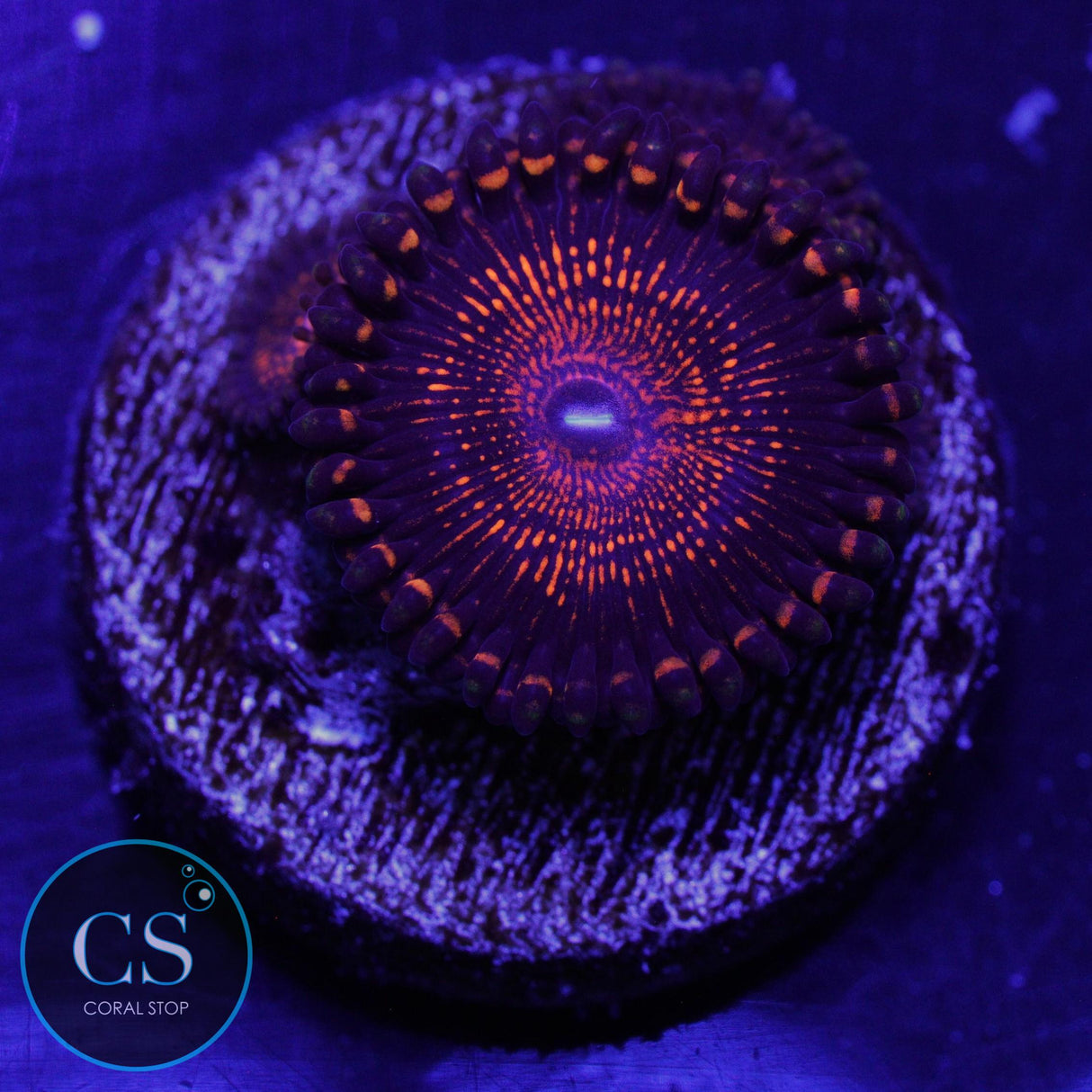 CAMPFIRE ZOA