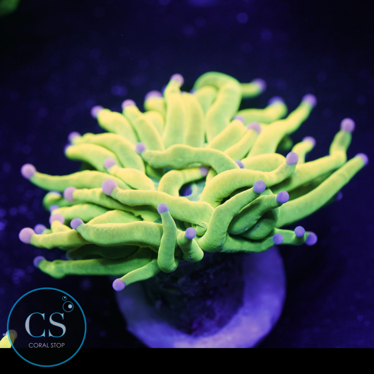 COTTON CANDY HOLY GRAIL TORCH