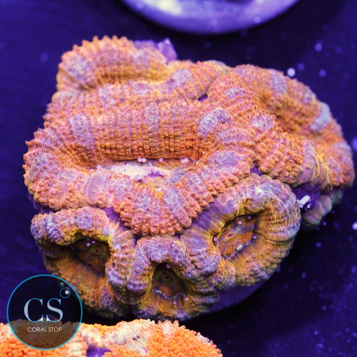 AUSSIE ACAN