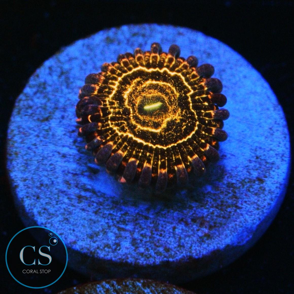 STRATOSPHERE ZOA - SUPER SALE