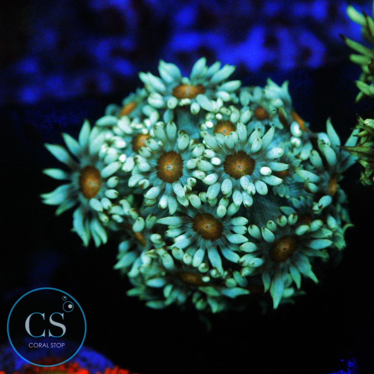 DARK GREEN DAISY GONI