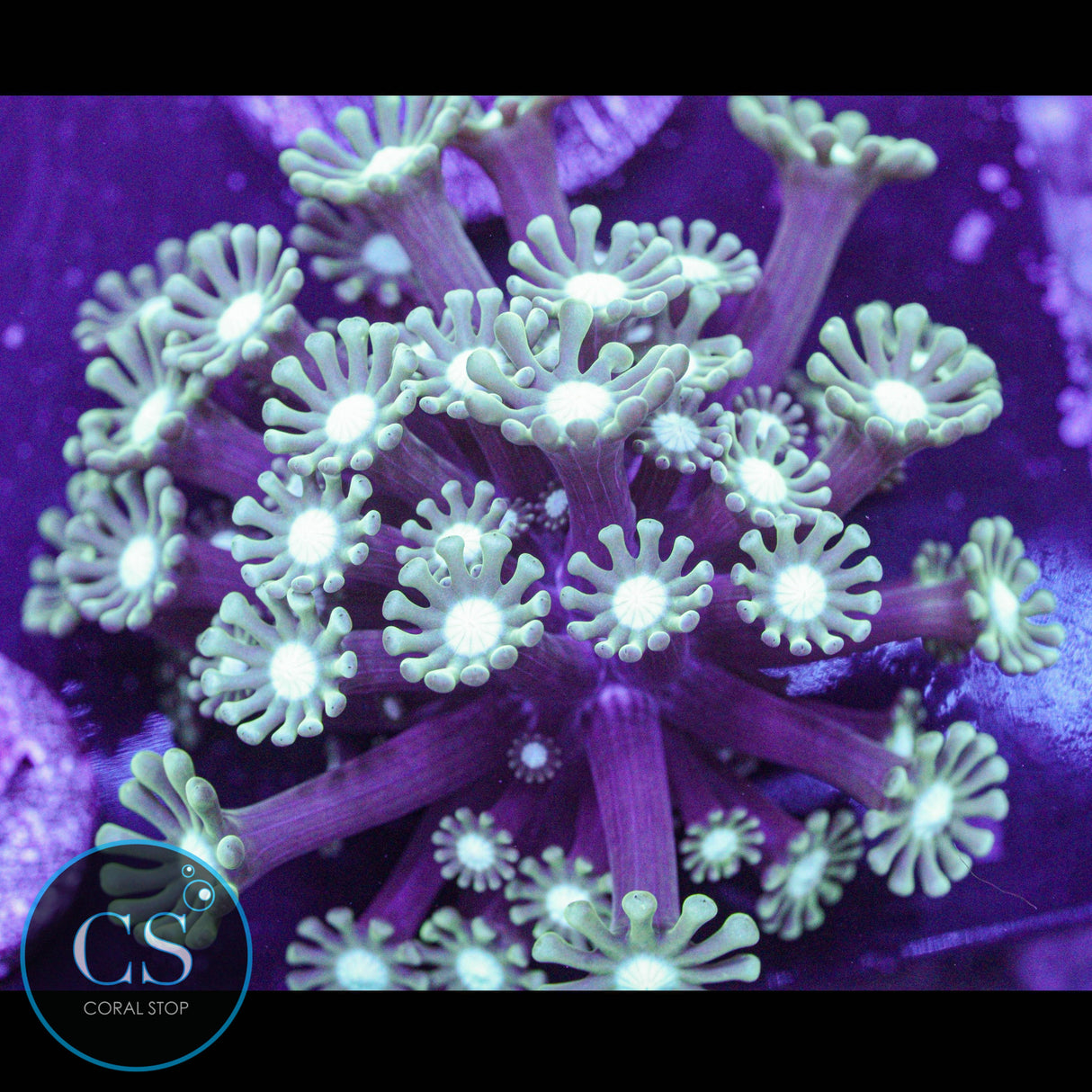 Branch Alveopora