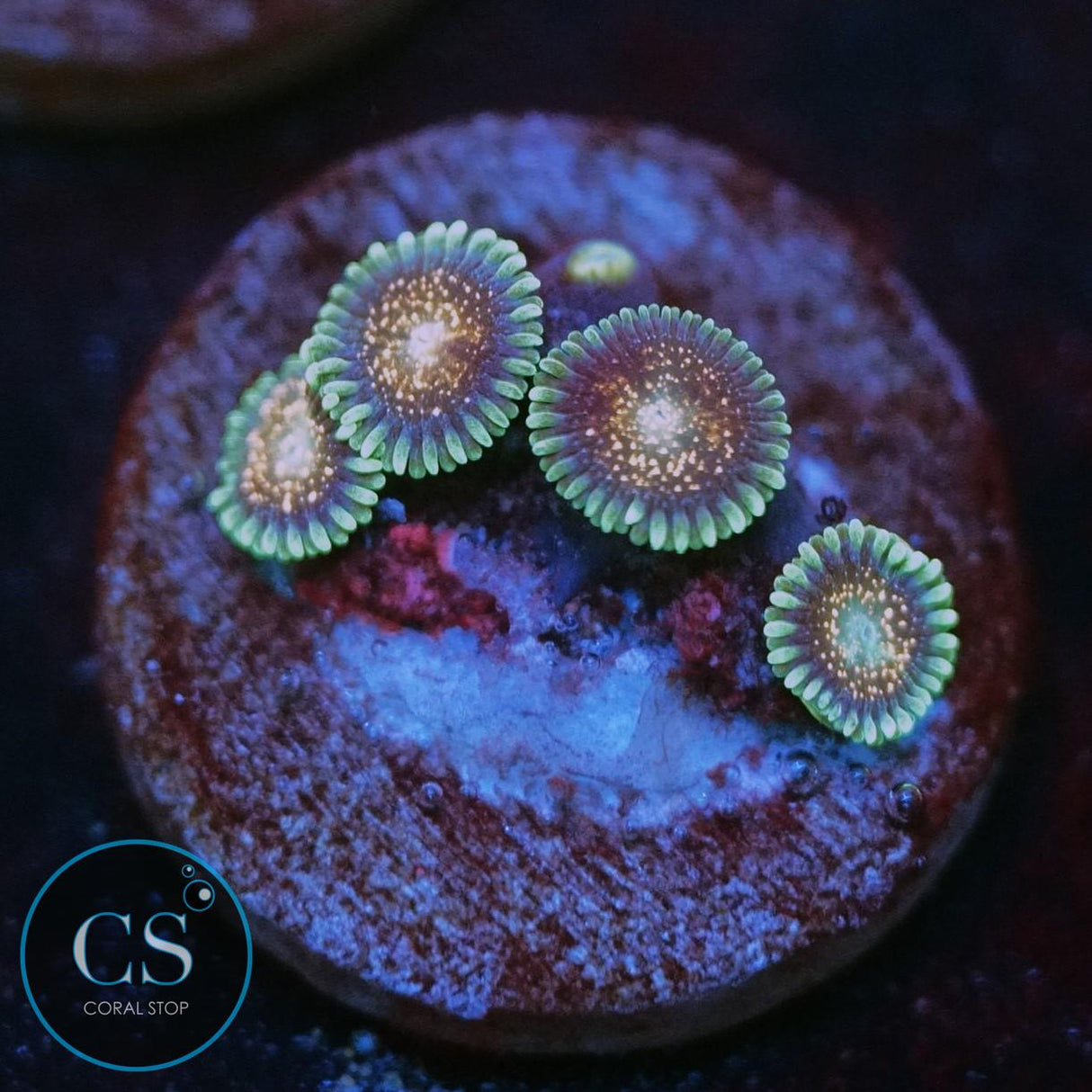 CS COMET COMBUSTION ZOA