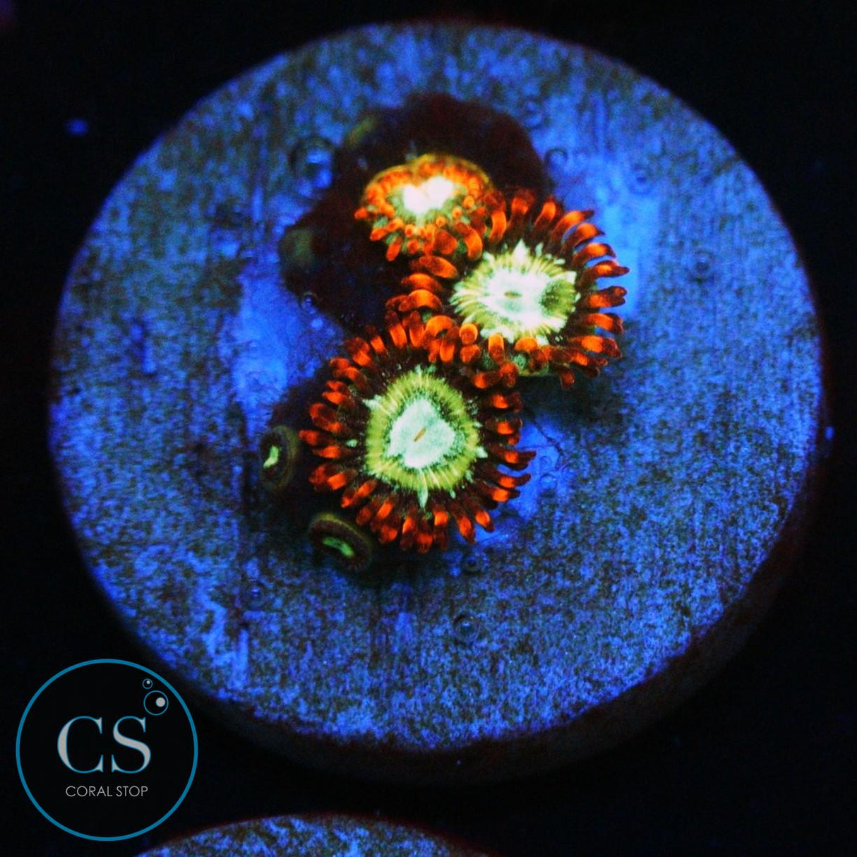 TREEHOUSE ON FIRE ZOA