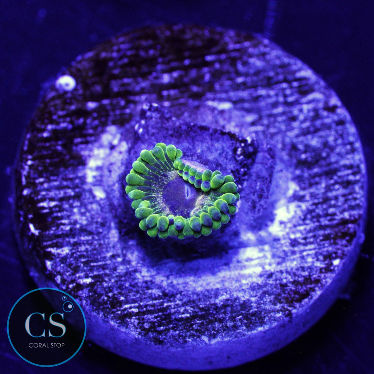 IA PURPLE VELOUR ZOA