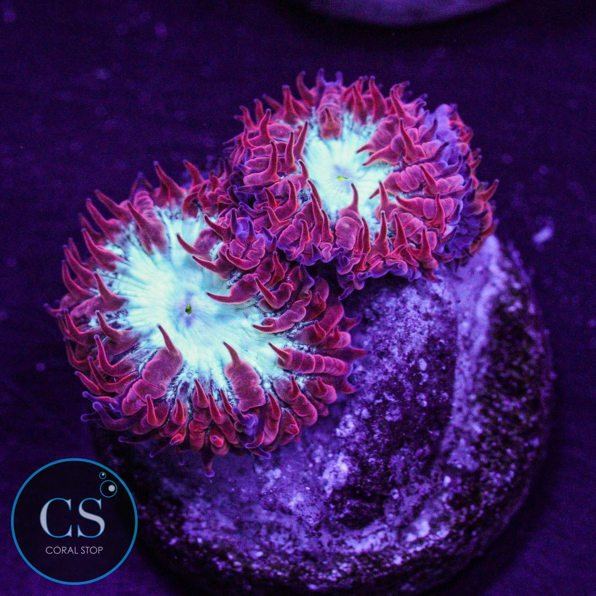 CC Fire & Ice Blasto Merletti