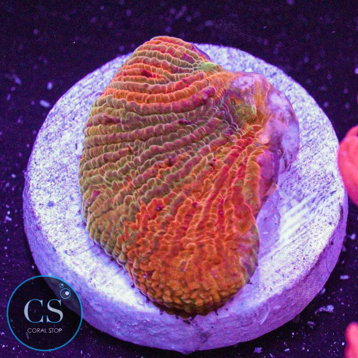 WWC Diablo Rainbow Diaseris Plate