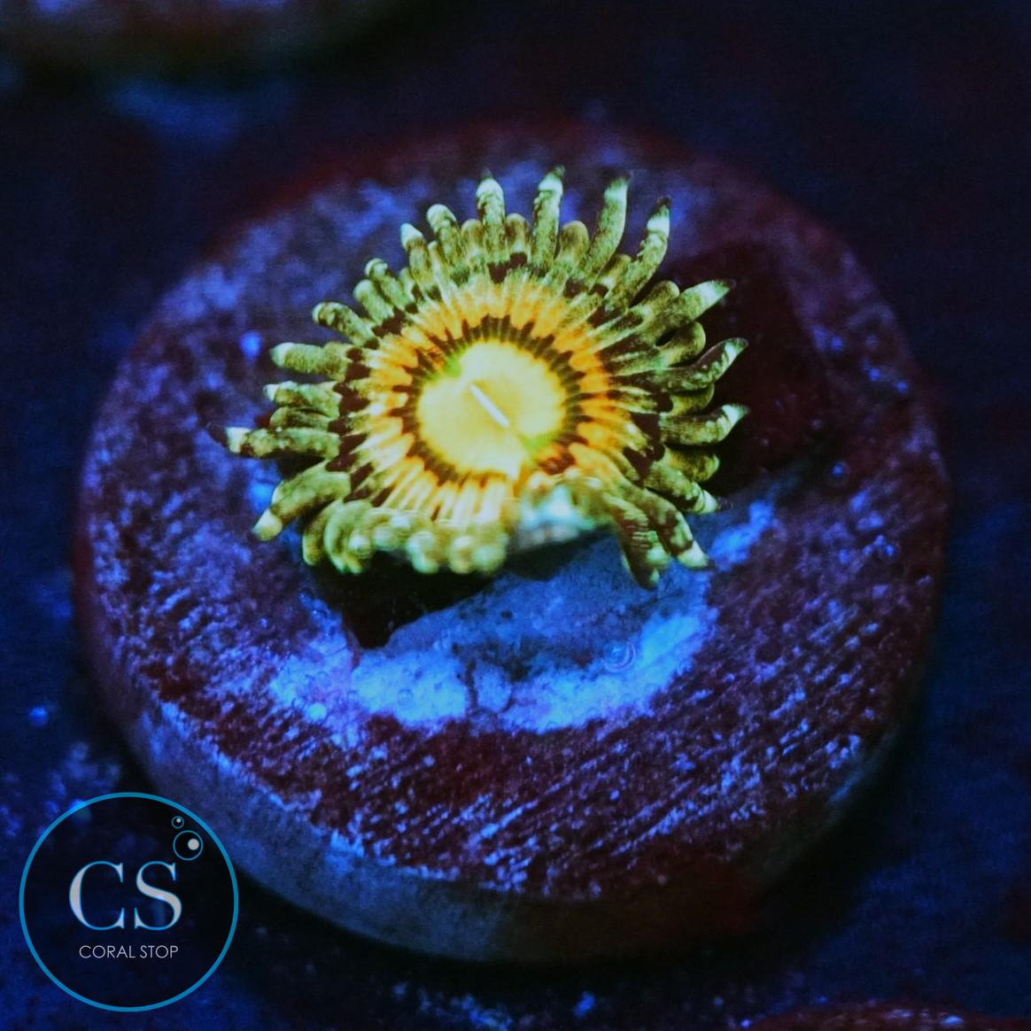 JF RAINBOW INCINERATOR ZOA