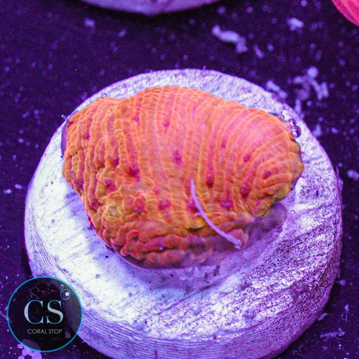 WWC Diablo Rainbow Diaseris Plate