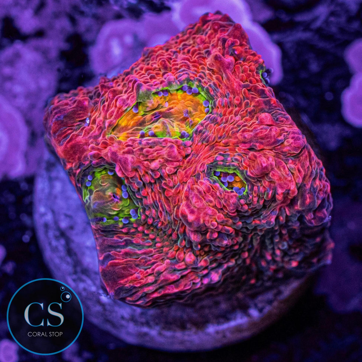 Pink Boobies Chalice