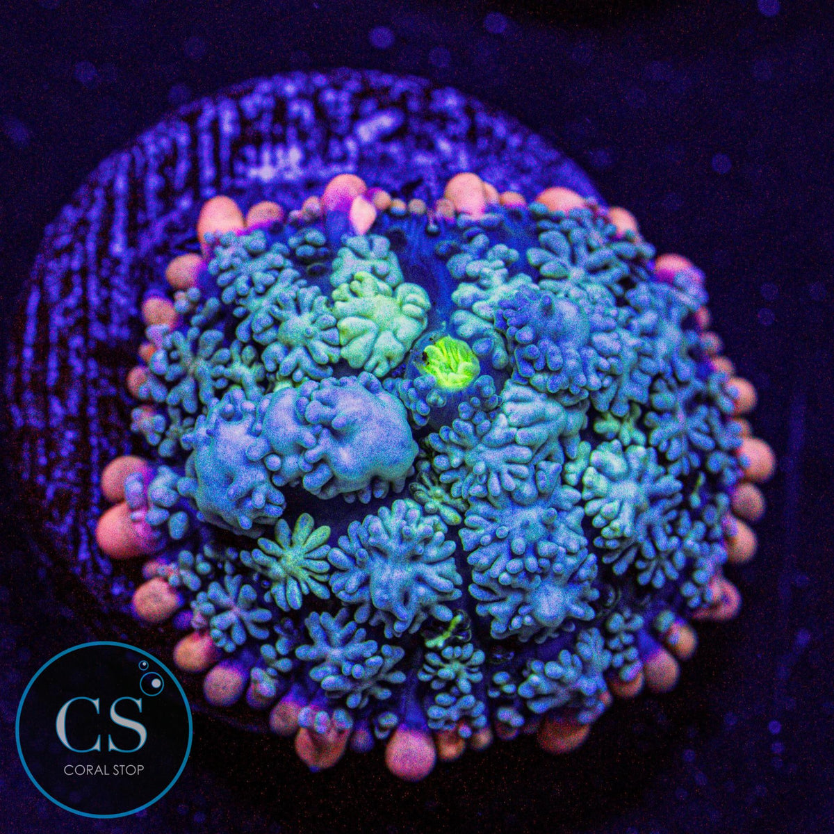 Frankenstein's Monster Bounce Mushroom