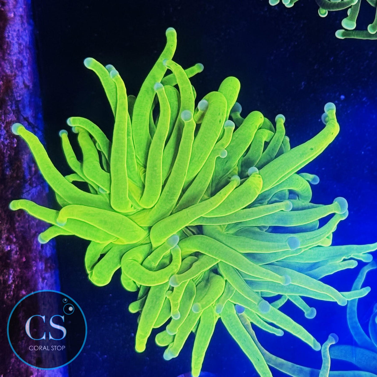 BABY BLUE TIP HOLY GRAIL TORCH