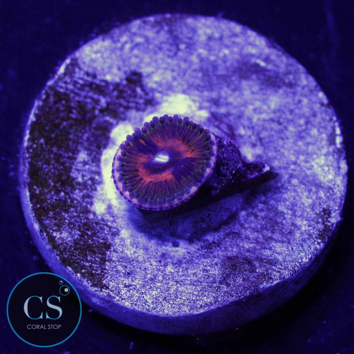 REVERSE HALLUCINATION ZOA