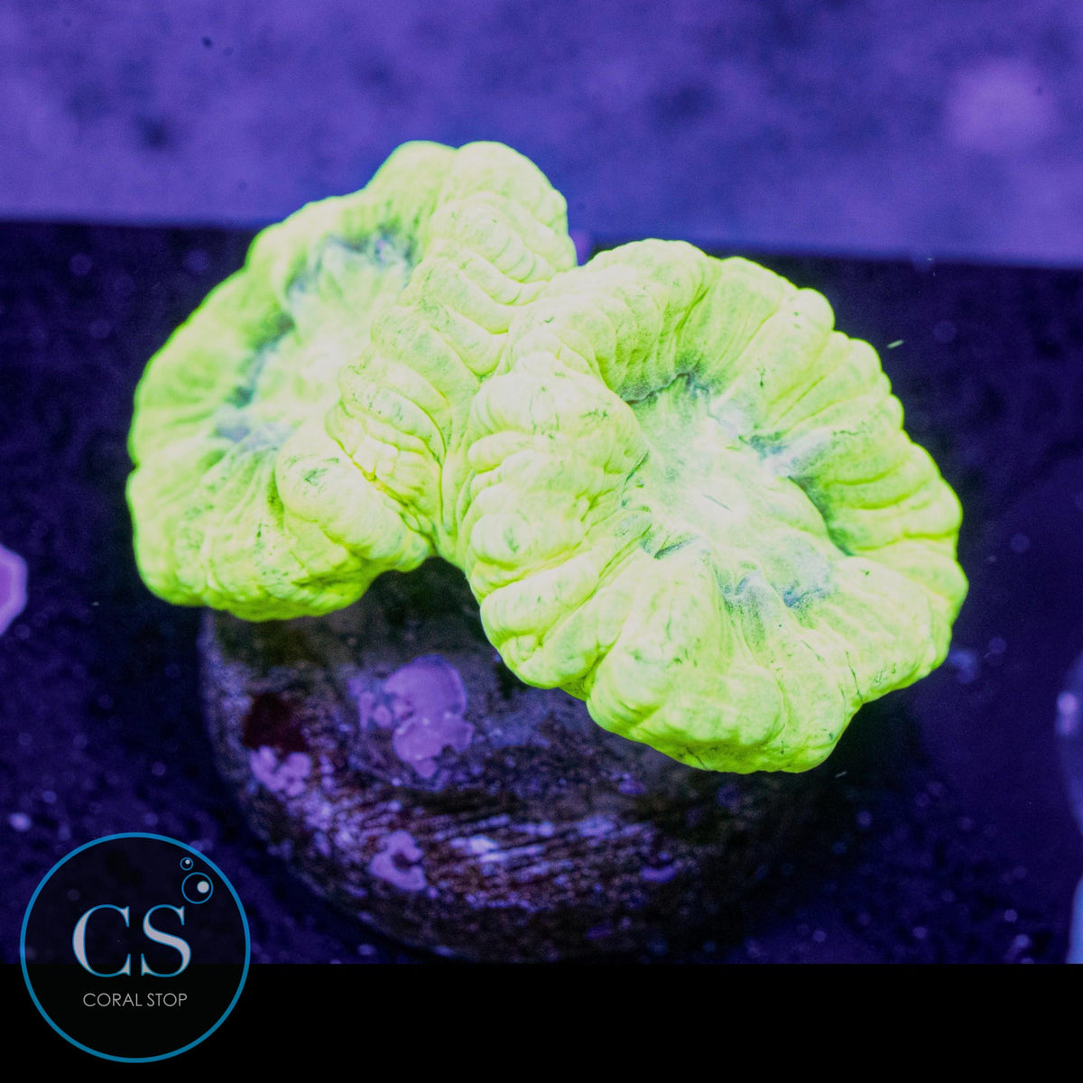 Kryptonite Candy Cane