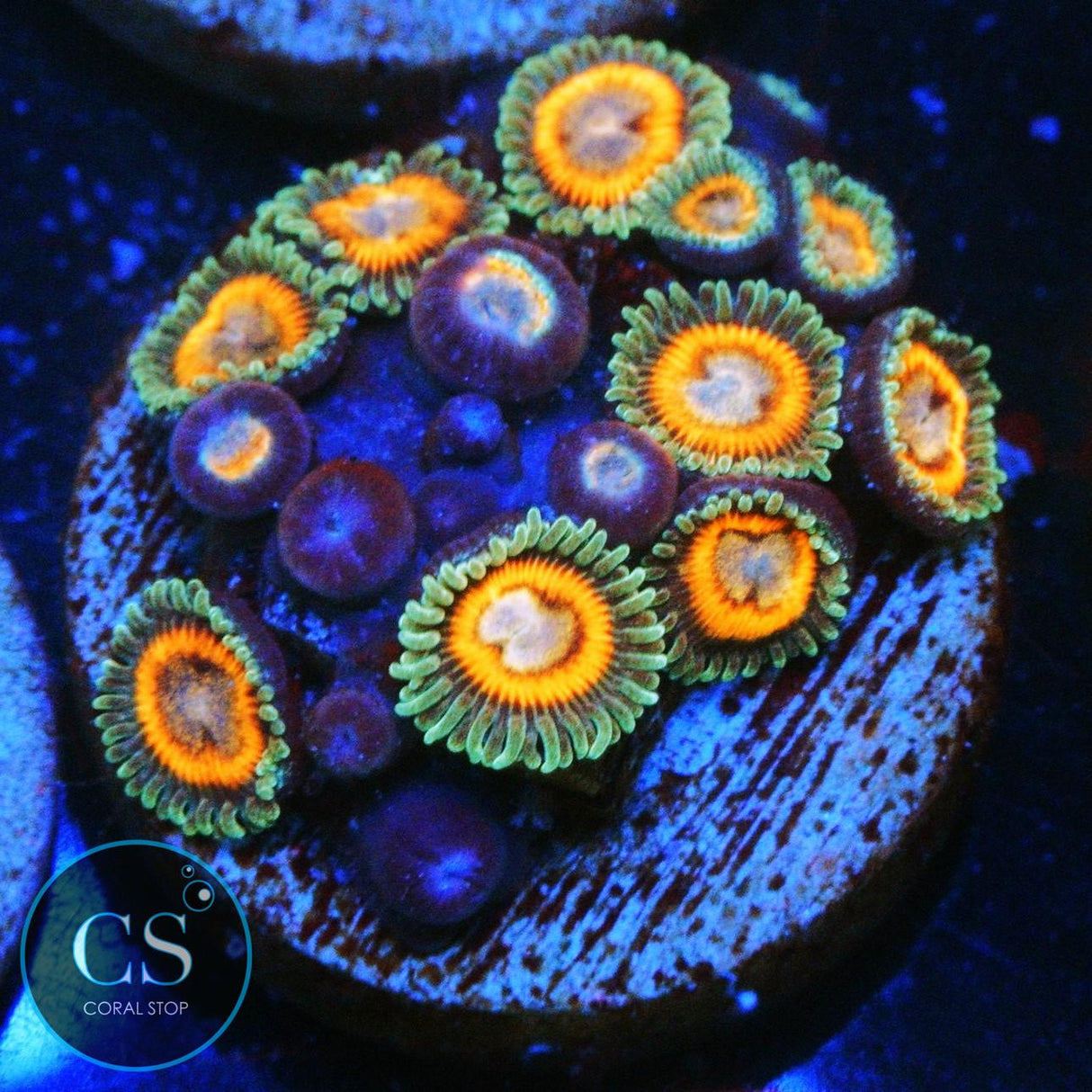 JF FAIRY TALES ZOA