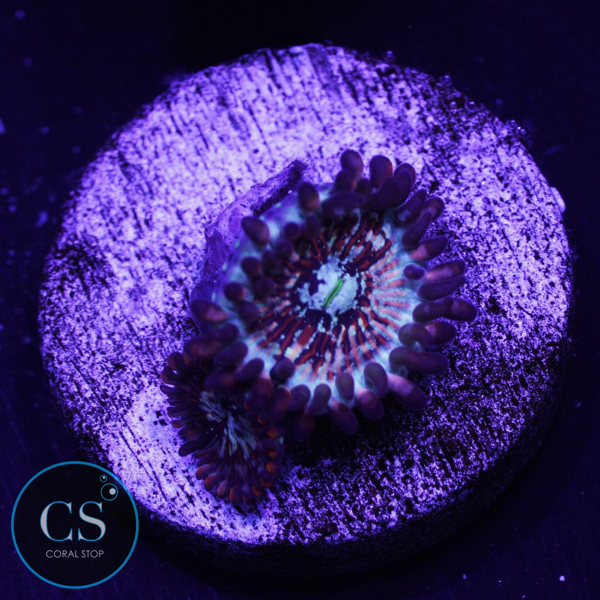 CB White Zombies Zoa