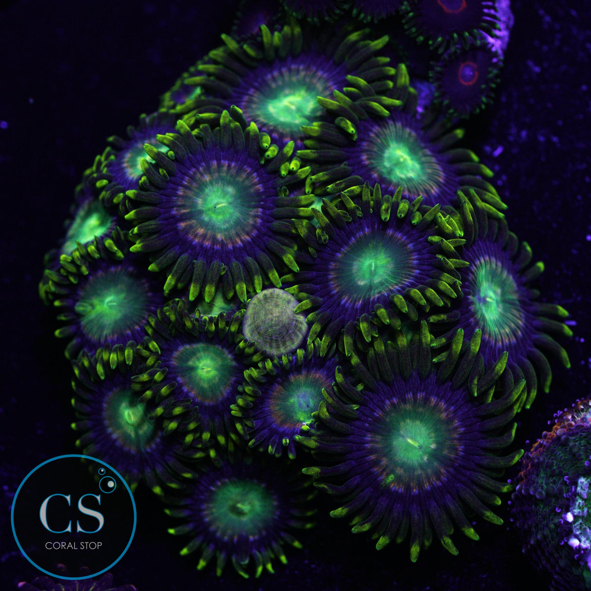 Radioactive Dragon Eye Zoa
