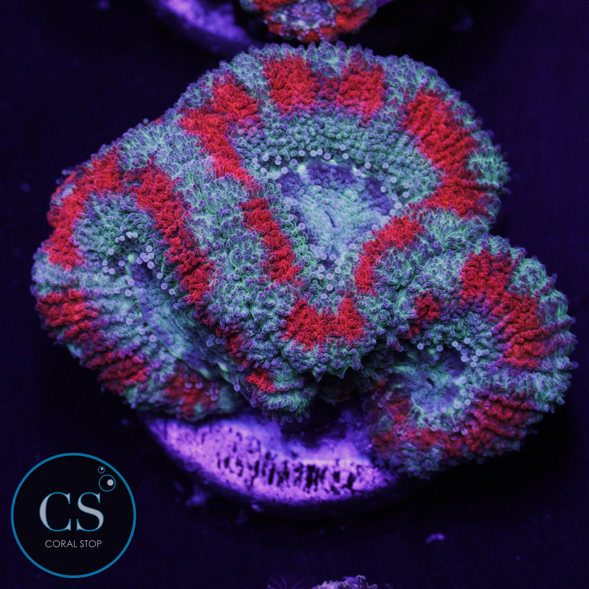 Demon Dungeon Asian Acan