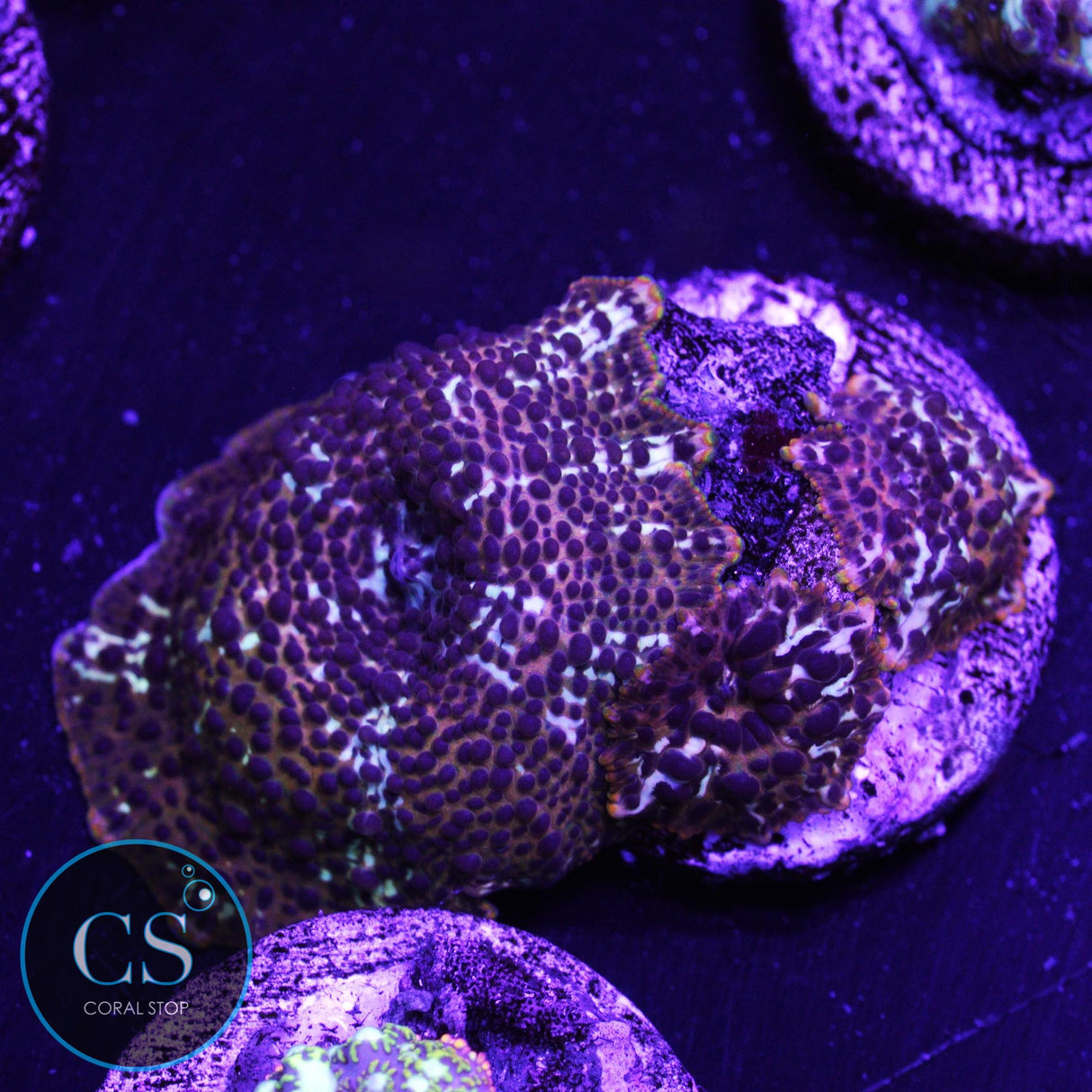 Leopard Disco Mushroom