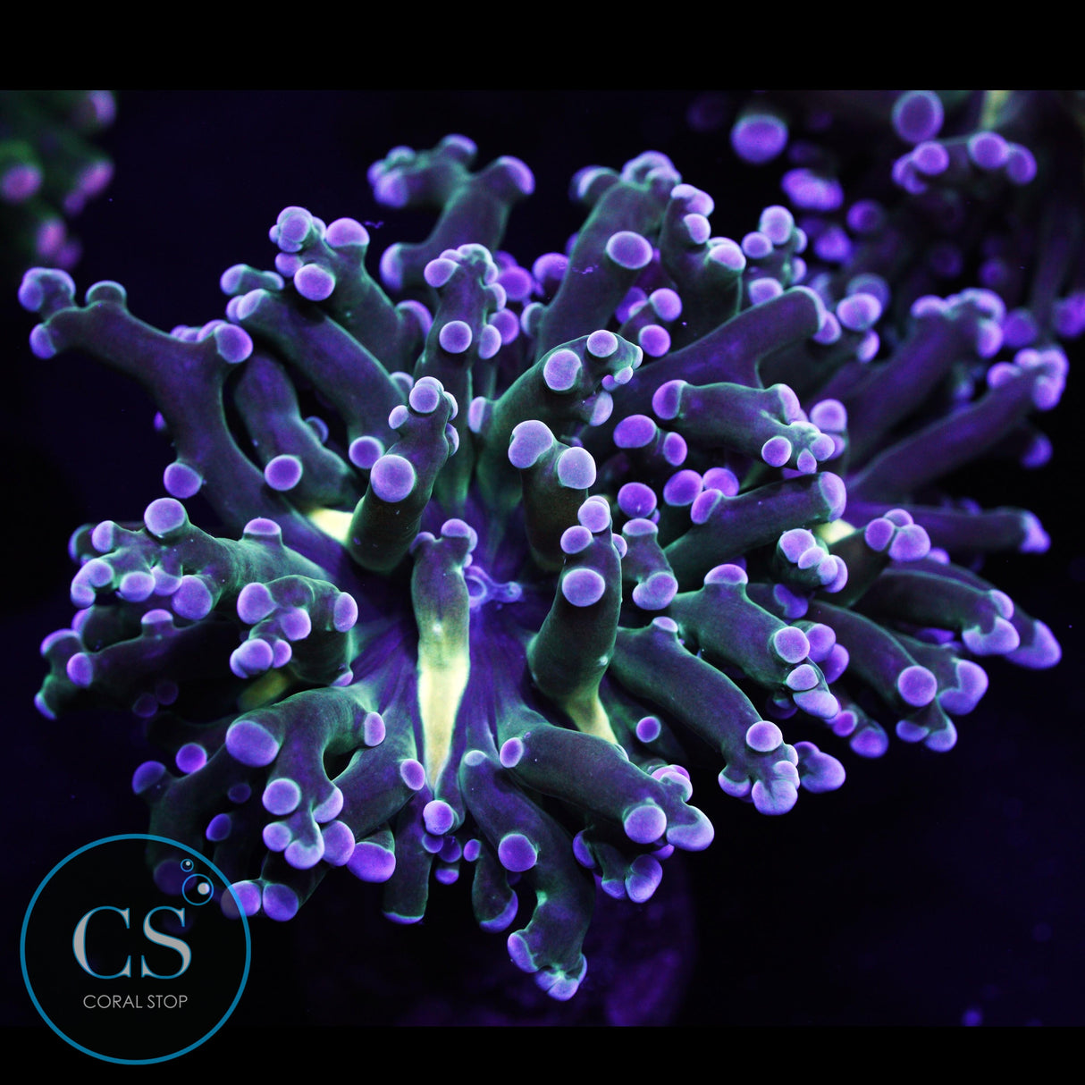 Gold Mouth Frogspawn