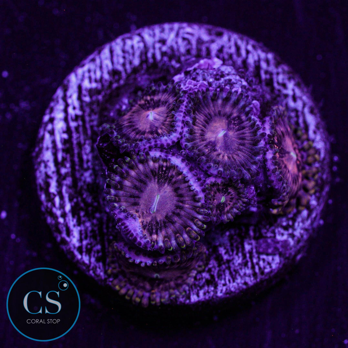 RR Koala Eye Zoa