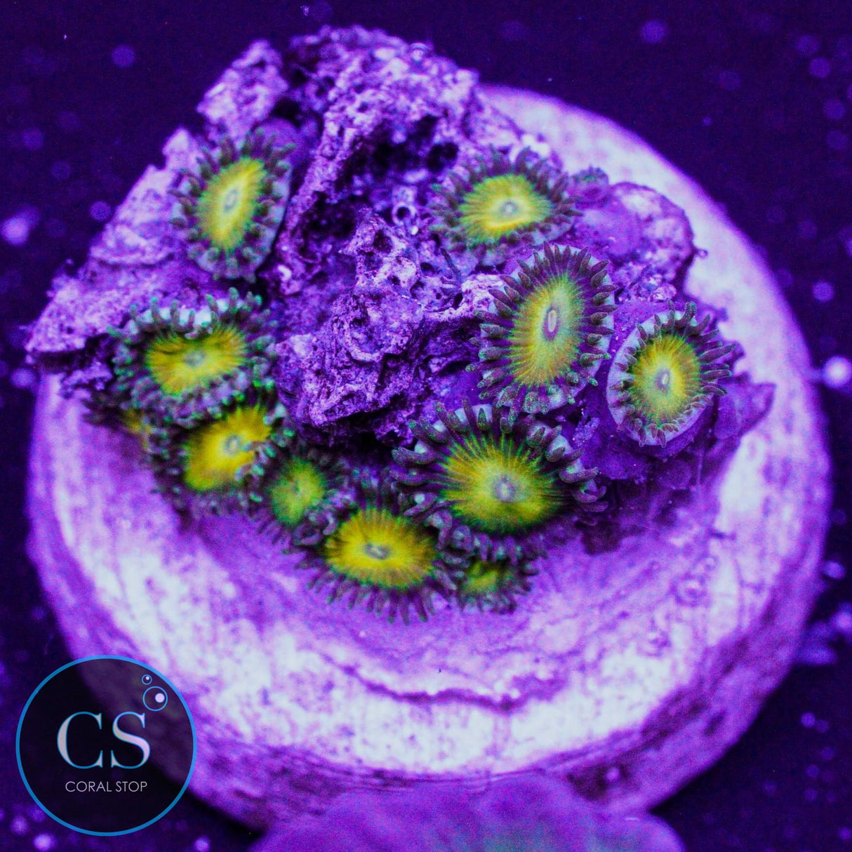 CS Coop Sauce Zoa