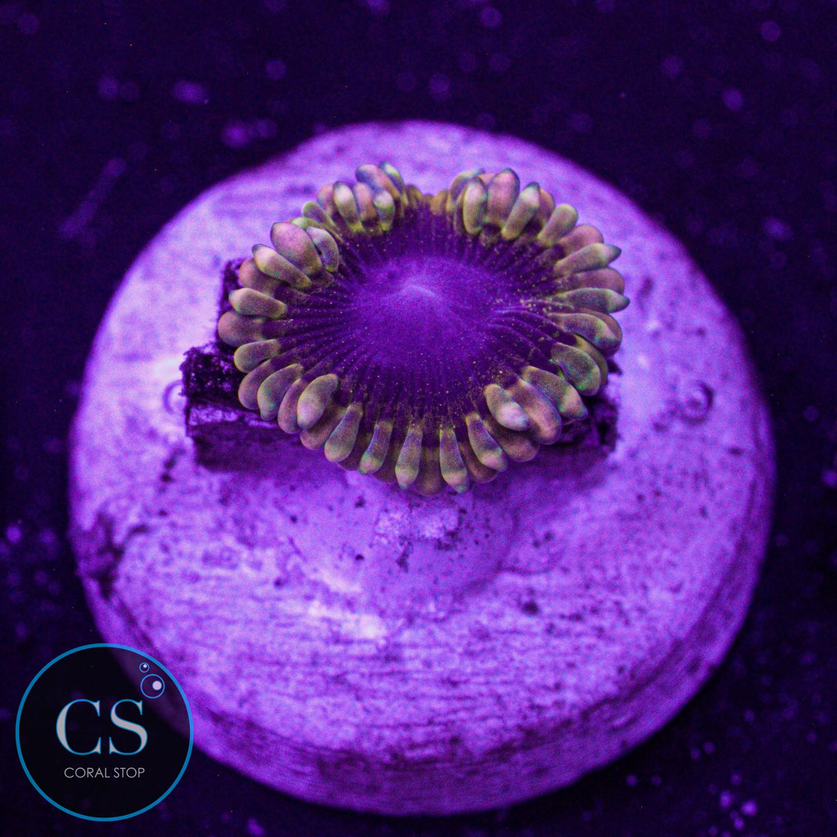 Mesosphere Zoa
