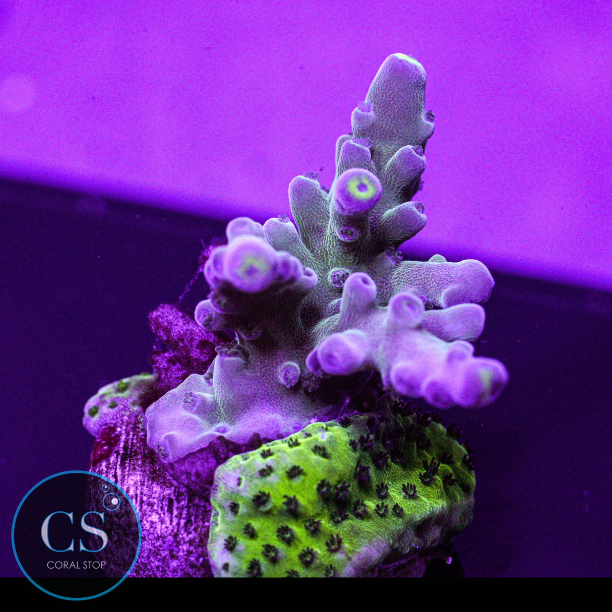 WWC Yellow Tip Acro