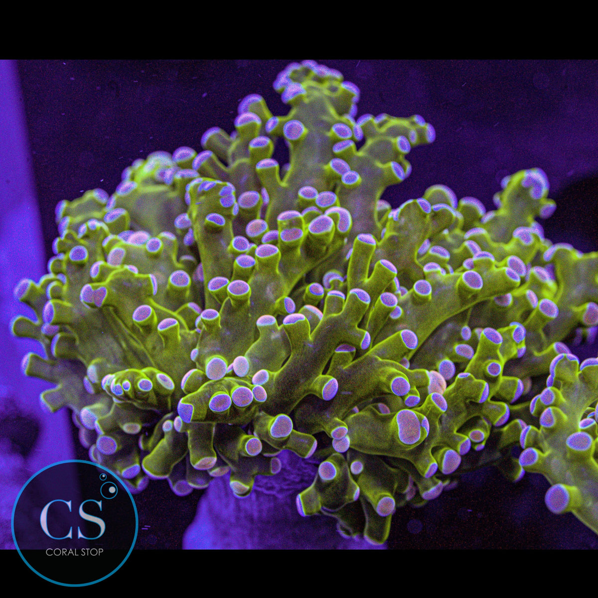 Rare Pink Tip Frogspawn