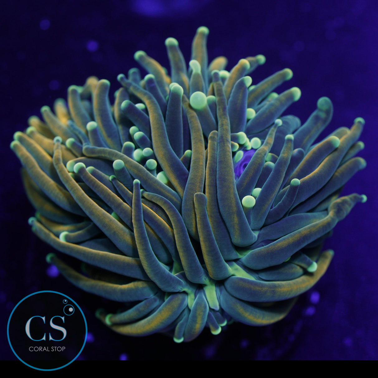 TSA HOLY MOLY GOLD TORCH