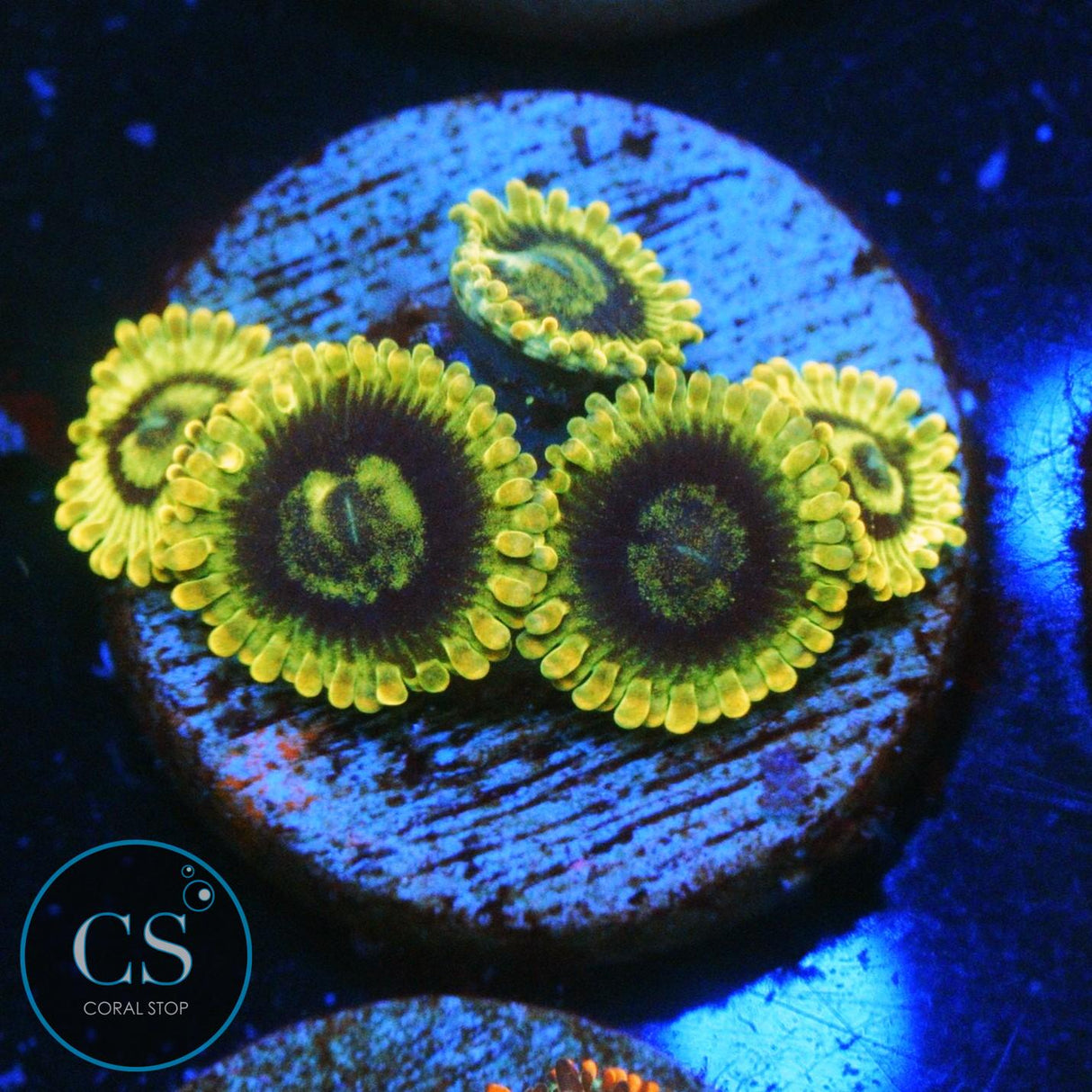 RAINBOW YODA ZOA