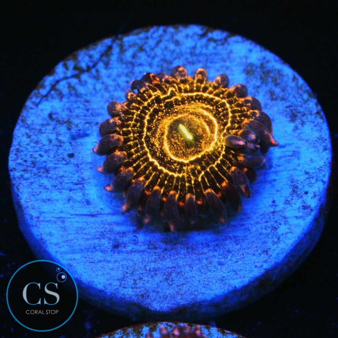 STRATOSPHERE ZOA