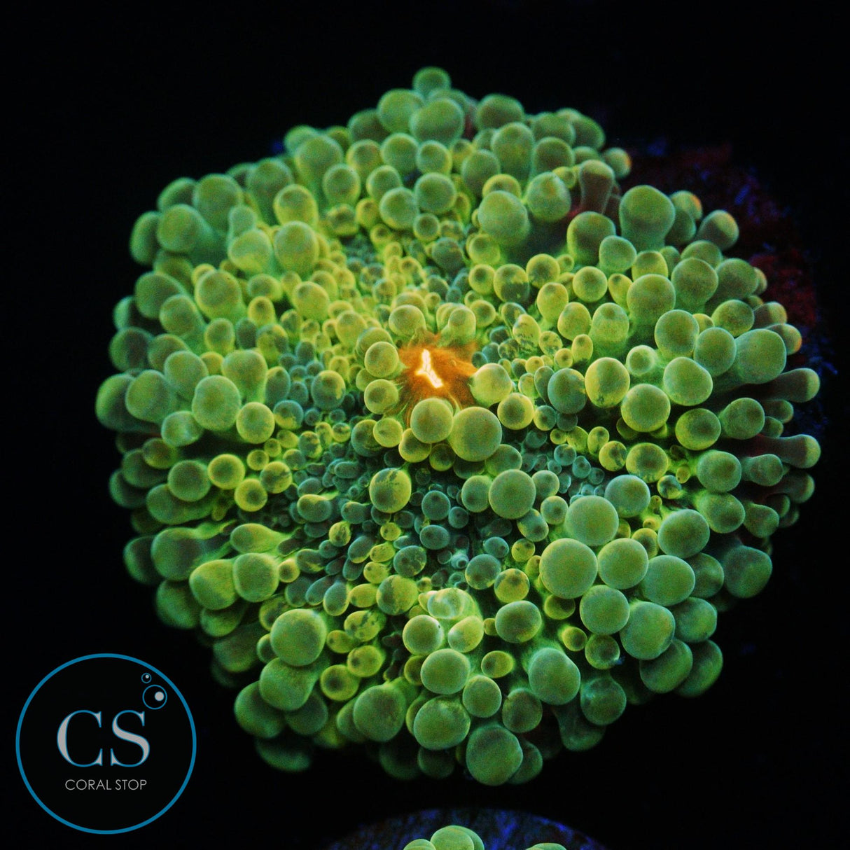 RAINBOW MALAYSIAN YUMA MUSHROOM