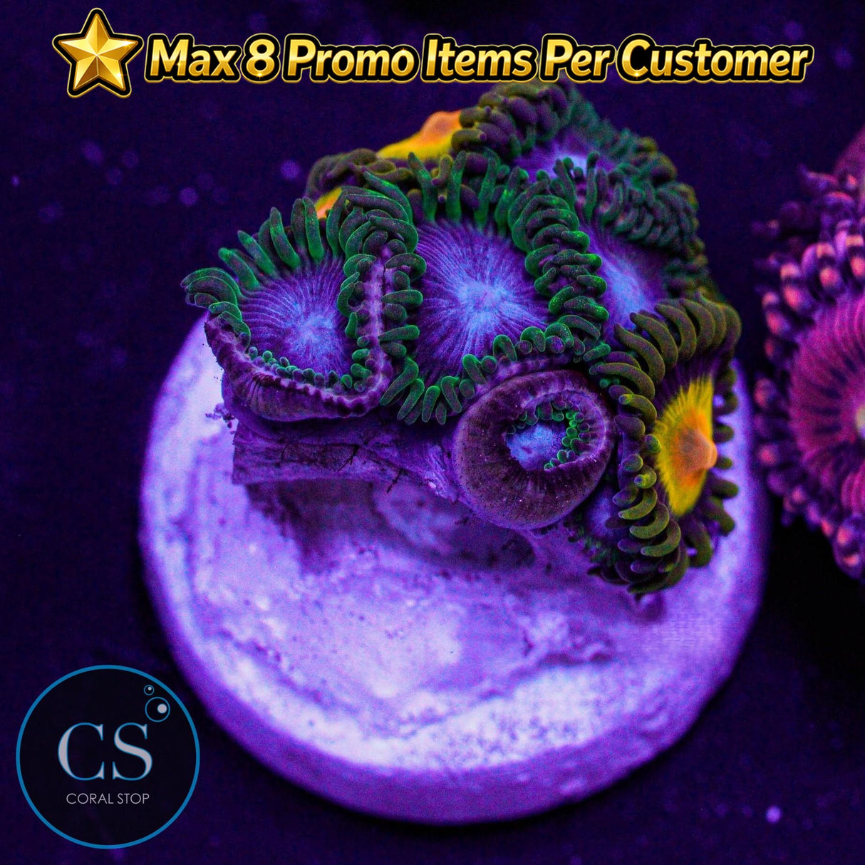 Combo Zoa