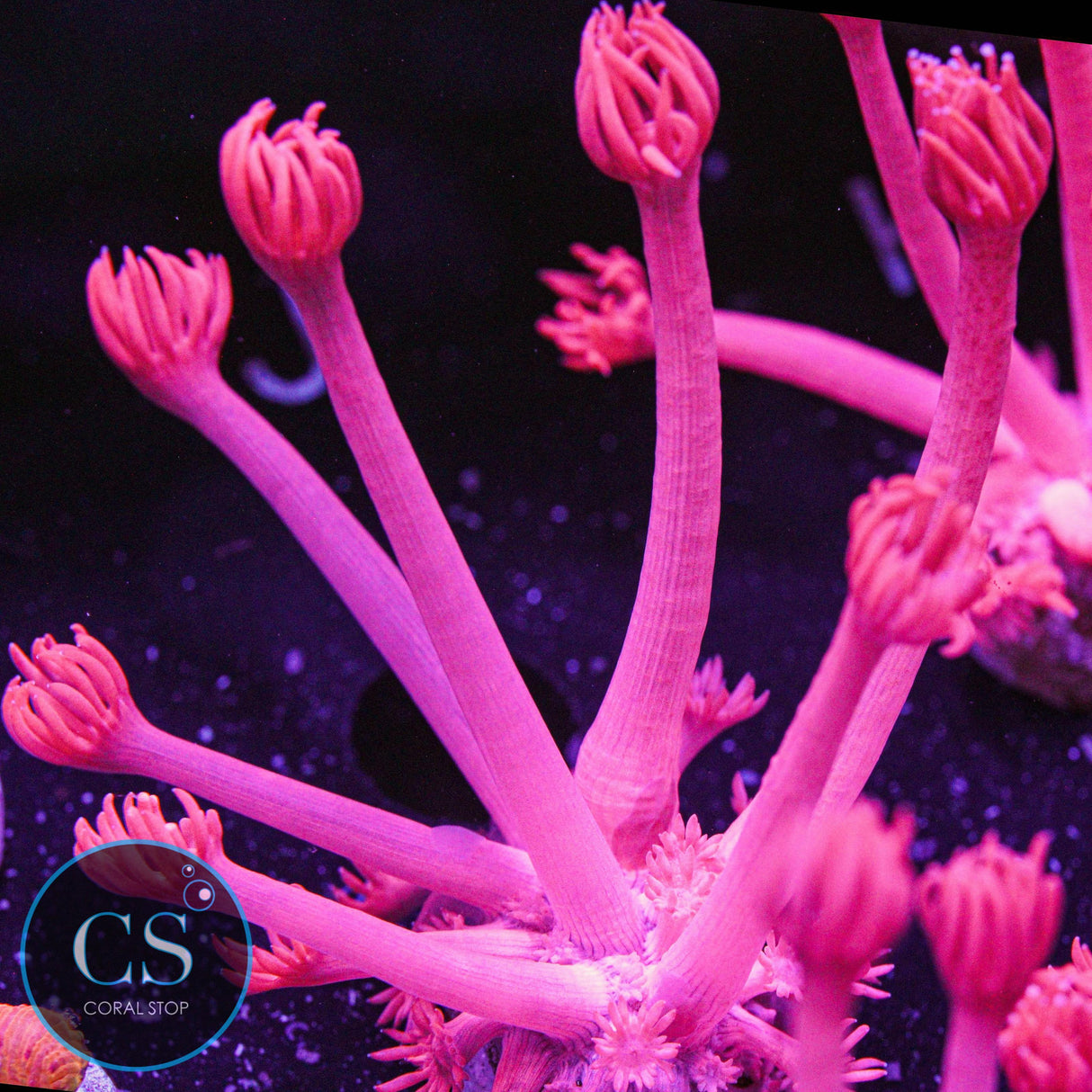 Fuchsia Red Goni