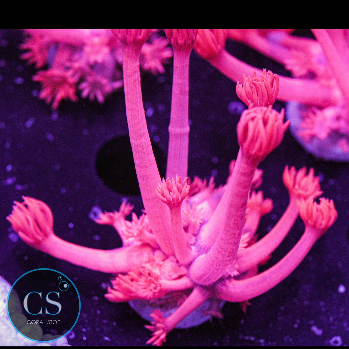 Fuchsia Red Goni