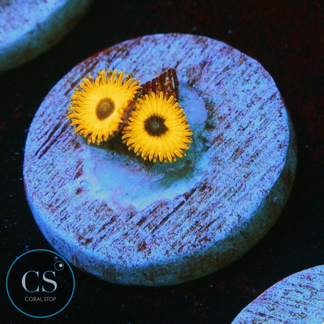 RARE BLACK PIKACHU ZOA